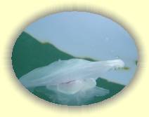 IMG_2007_05_25 16_10_19 * 2272 x 1704 * (216KB)